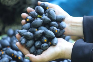 Trám đen (Bắc Kạn)