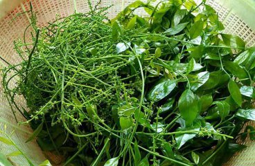 Rau sắng (Rau ngót rừng) (Bắc Kạn)