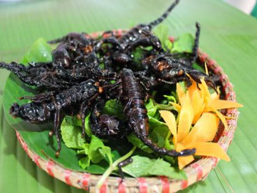 Bọ rầy / Bò cạp Bảy Núi (An Giang)