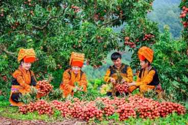 Vải thiều Lục Ngạn (Bắc Giang)