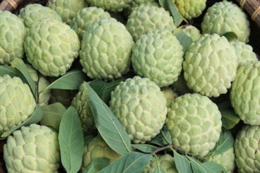 Dứa Lục Nam (Bắc Giang)