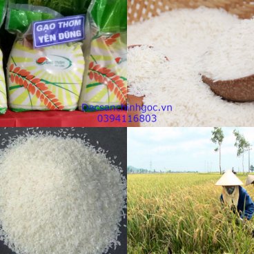 Gạo thơm Yên Dũng (Bắc Giang)
